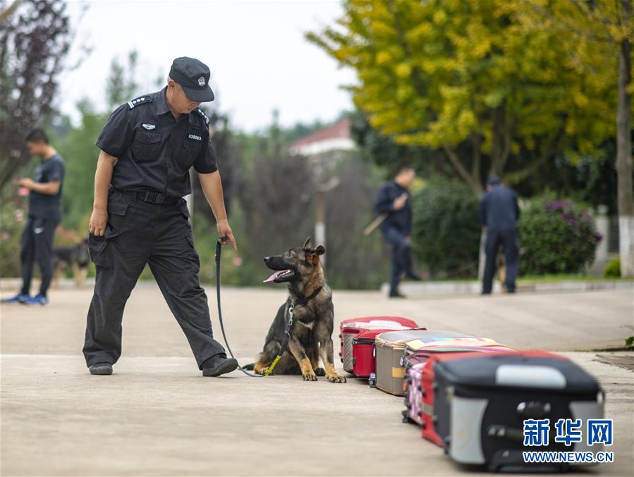 中国初のクローン警察犬「昆勛」　雲南省