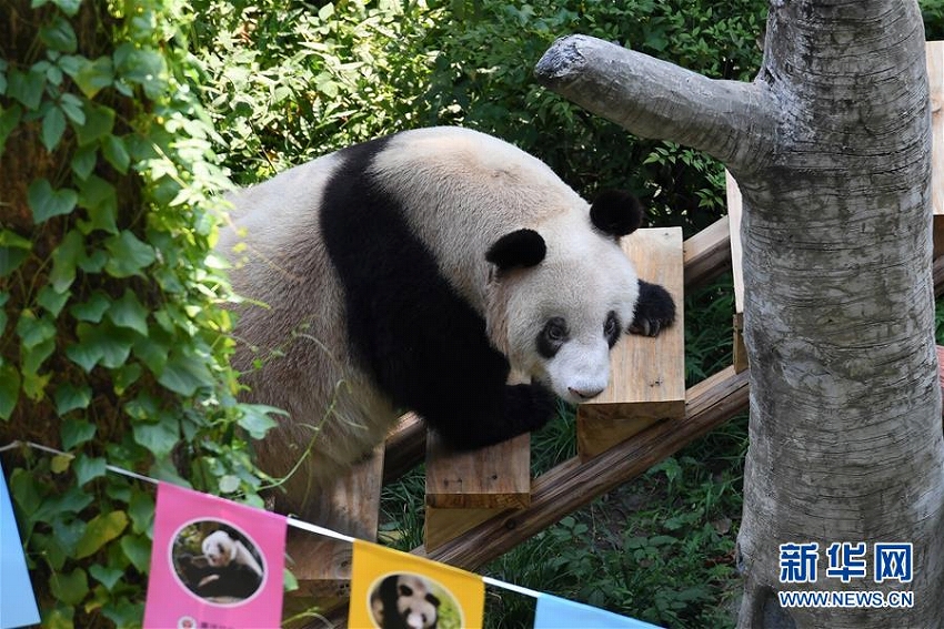 世界最高齢パンダが37回目の誕生日迎える。（撮影：唐奕）