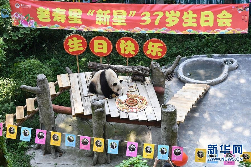 世界最高齢パンダが37回目の誕生日迎える