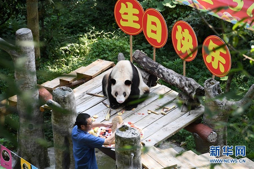 世界最高齢パンダが37回目の誕生日迎える