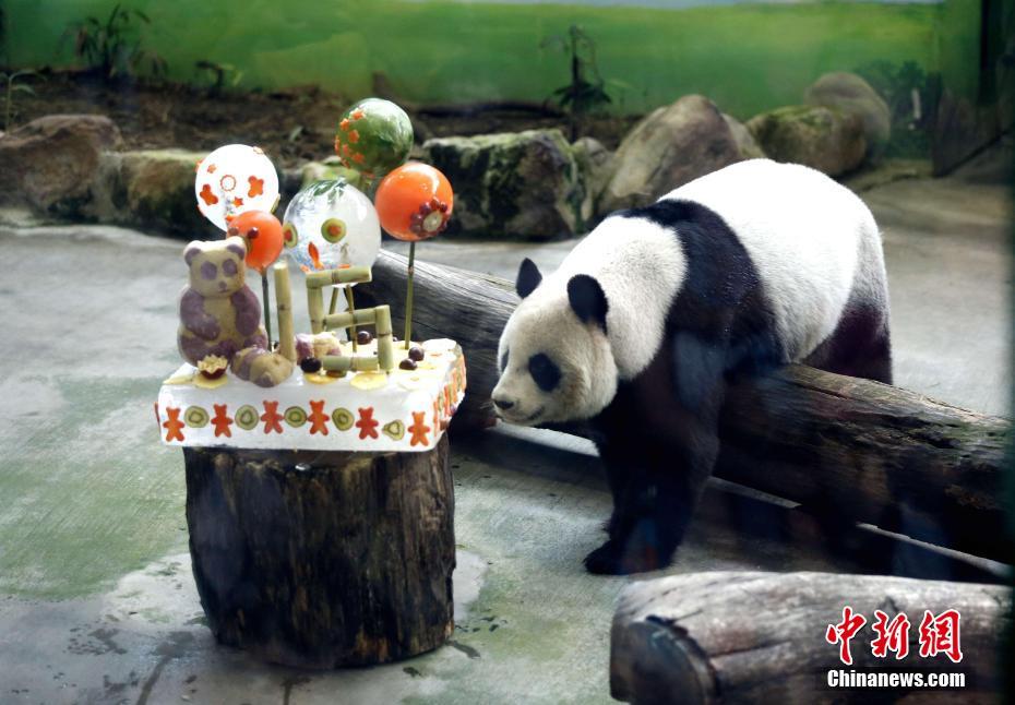 台北市動物園でパンダの「団団」と「圓圓」の誕生会