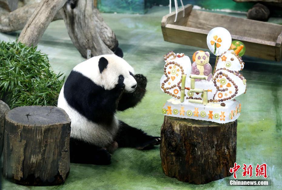 台北市動物園でパンダの「団団」と「圓圓」の誕生会