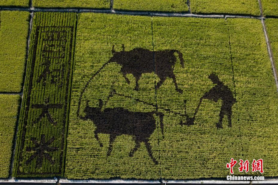 山西省太原市花塔村の牛で耕作する様子を描いた田んぼアート（ドローンで撮影・韋亮）。