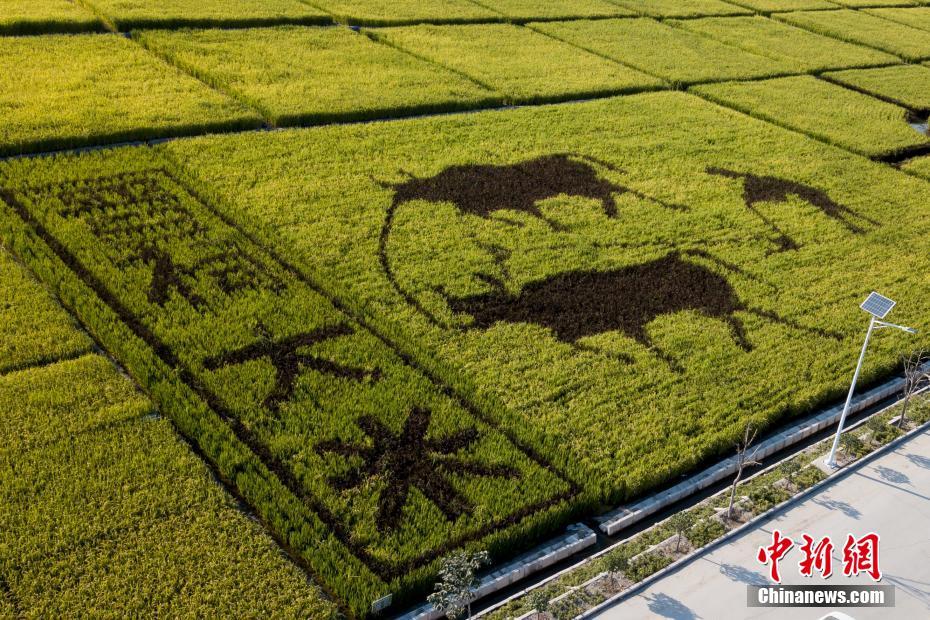 山西省の農民が牛で耕作する様子を描いた田んぼアート