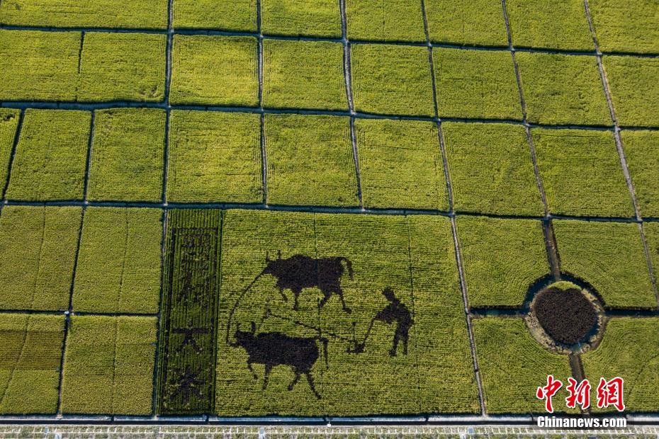 山西省の農民が牛で耕作する様子を描いた田んぼアート