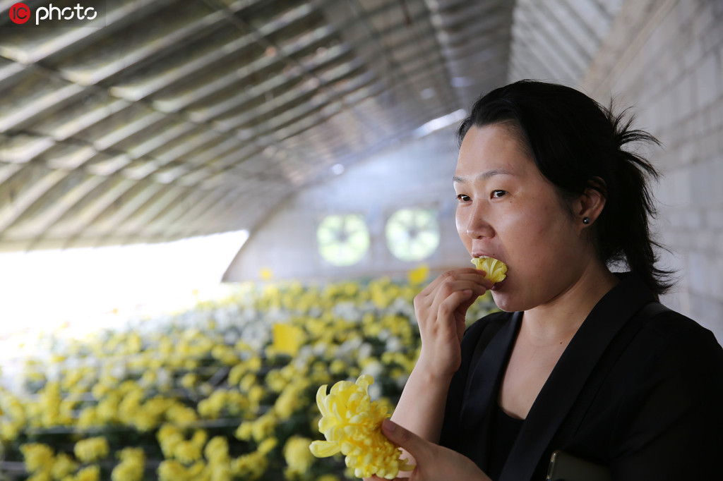 大輪の黄色の菊を摘み、生で食べる女性。女性によると、初めて食べたが、歯触りも良く、口にほんのりと菊の香りが広がり、とても美味だという（写真著作権は東方ICが所有のため転載禁止）。