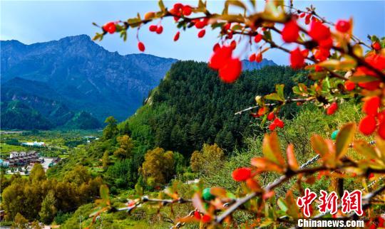 まるで絵のような秋の景色が広がる甘粛省張掖市粛南県祁連山（撮影・王将）。