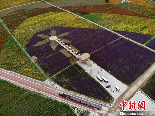 満開のランタナの花畑を走るミニSL　甘粛省山丹県