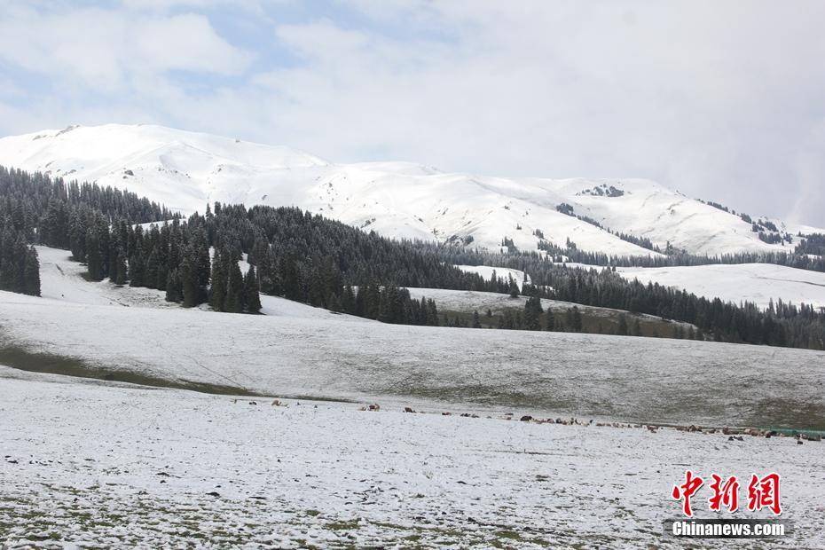 新疆・那拉提で初雪　秋の草原がうっすら雪化粧