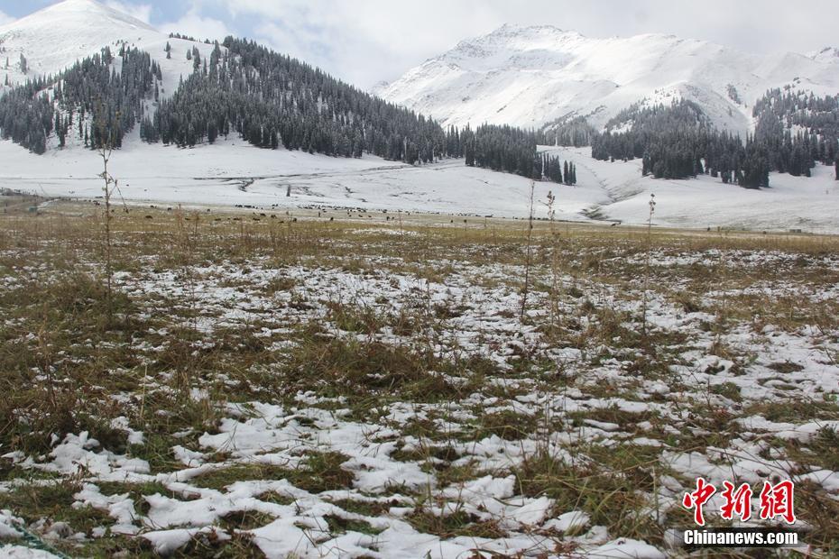 新疆・那拉提で初雪　秋の草原がうっすら雪化粧