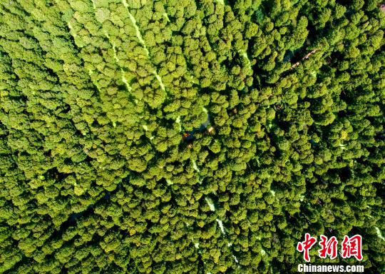 緑溢れる森の川を進み絶景を楽しめる江蘇省泰州市の水上森林公園