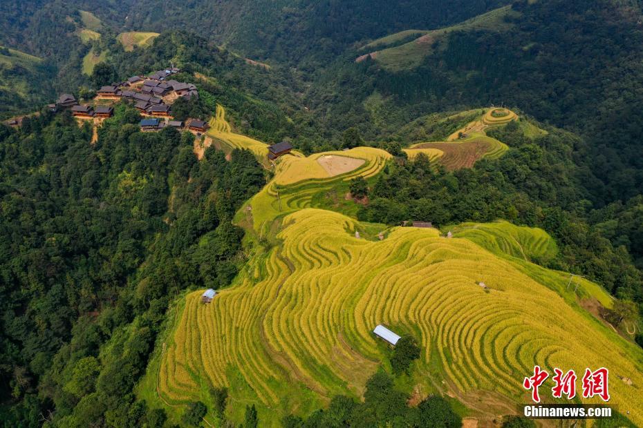 秋色に輝く陽開棚田 貴州省榕江県