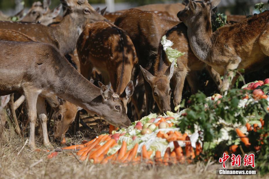 動物園の動物たちも東北地方の風習に倣いご馳走たっぷり　黒竜江省