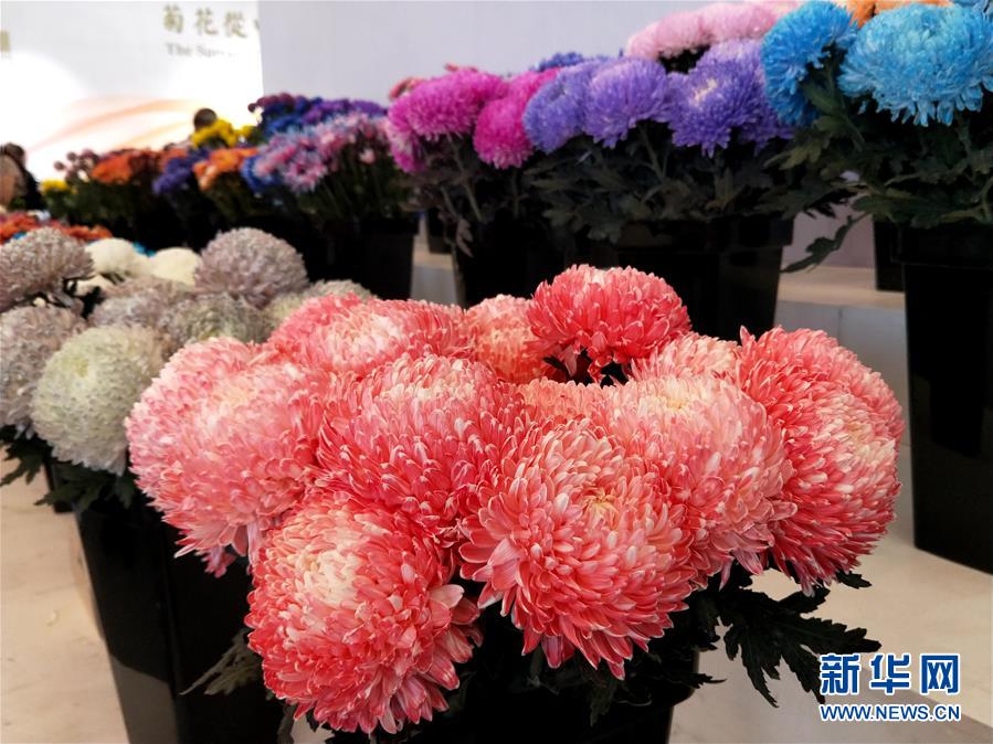 国内外の菊を使った展示作品が北京世界園芸博覧会に登場