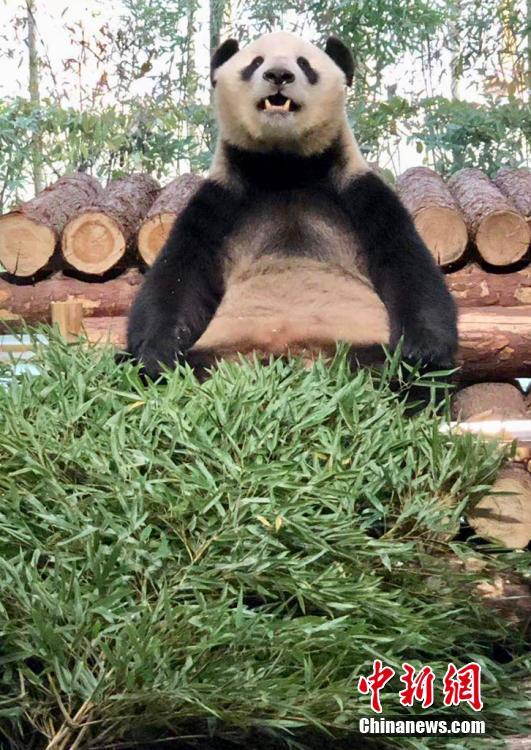 10頭のパンダが南京に大集合　江蘇省