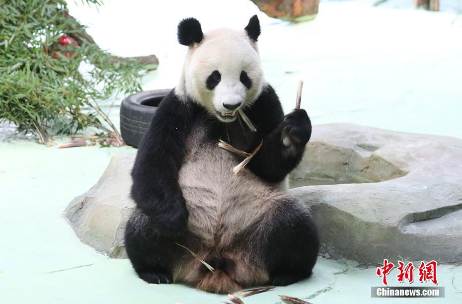 10頭のパンダが南京に大集合　江蘇省