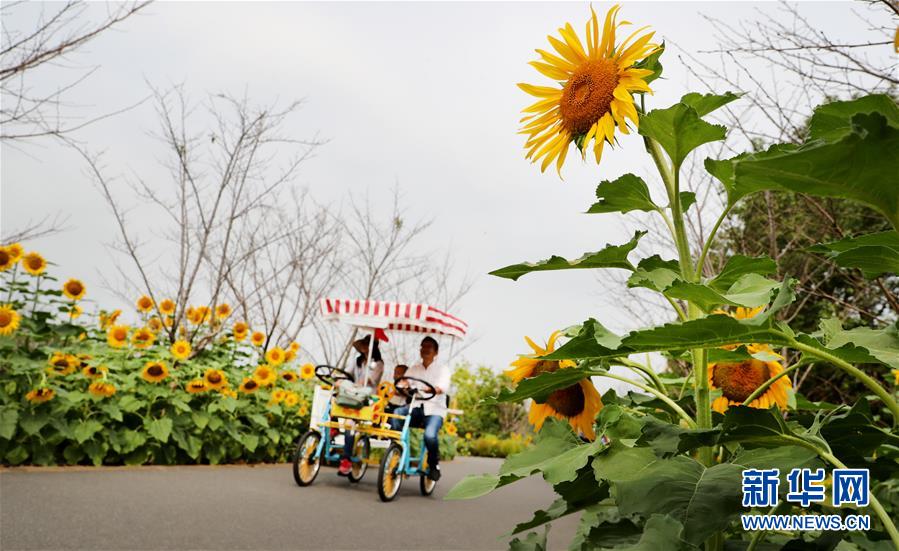 深まる秋に咲き乱れるコスモスの花　上海市