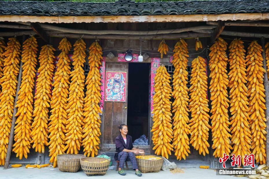 農家の軒先いっぱいに「豊作の秋」　貴州省余慶県