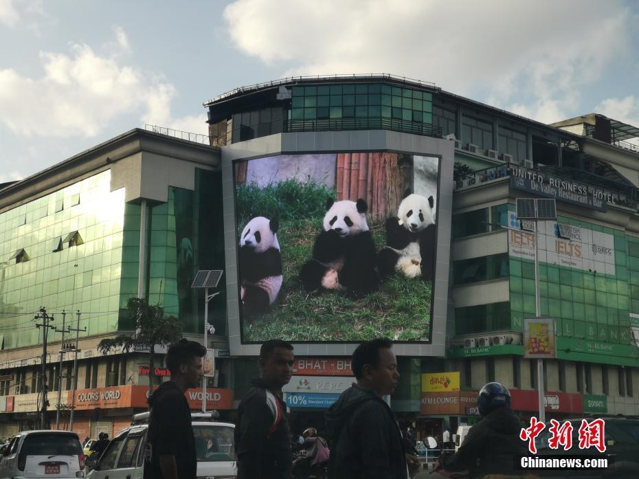 ネパールのカトマンズの街中にある大スクリーンに11日、映し出されたパンダの映像(撮影・杜洋)。 