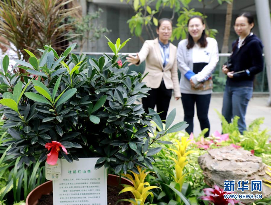 北京世園会展示の極めて希少な植物約200点が北京植物園へ