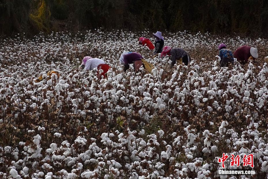 綿花の収穫ピークを迎えた南北新疆の綿花生産地