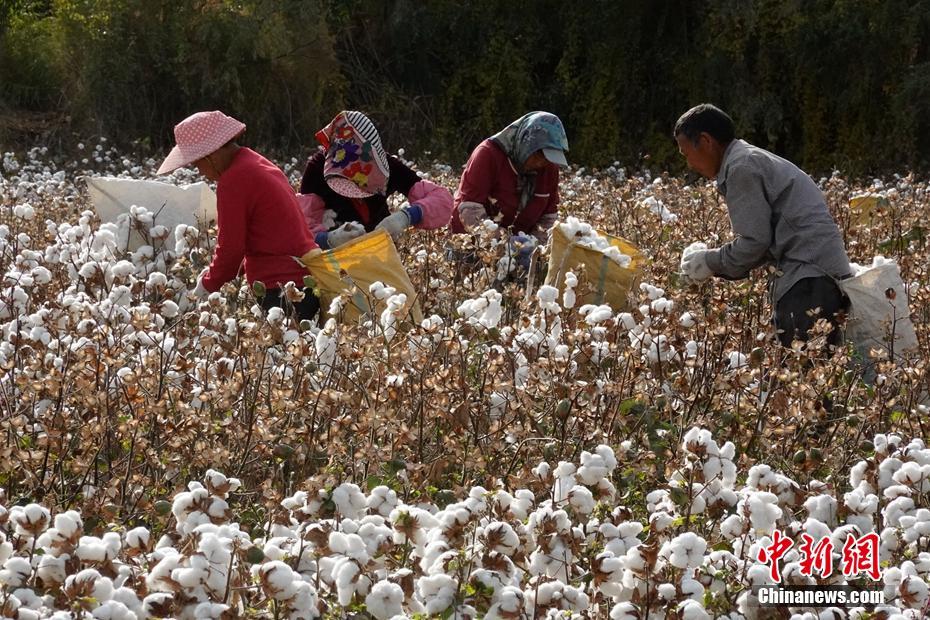 綿花の収穫ピークを迎えた南北新疆の綿花生産地