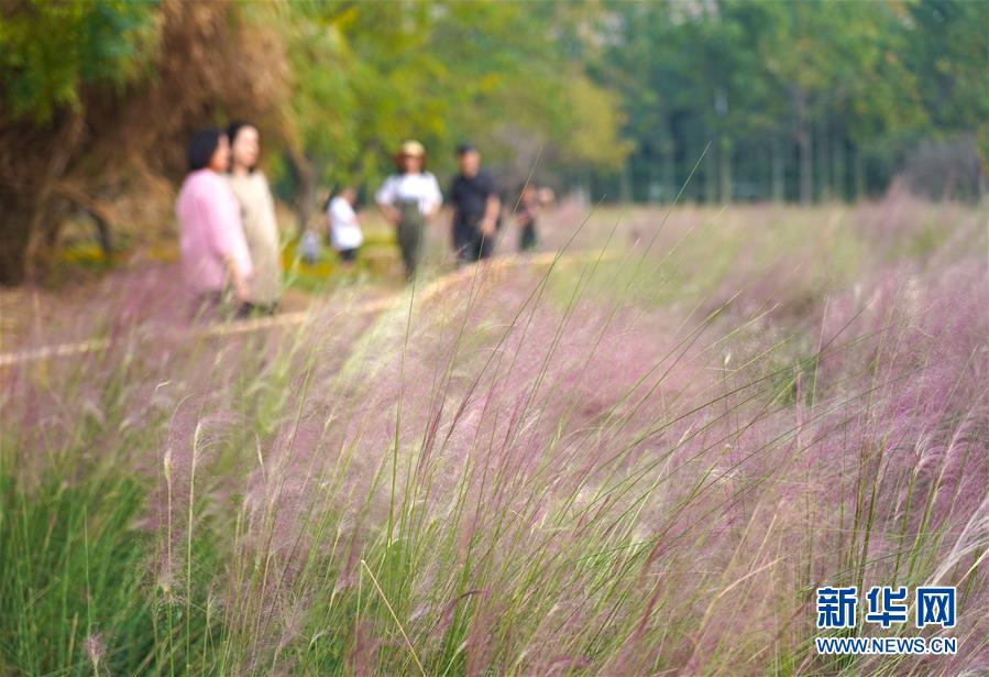 江西省南昌市高新区の艾渓湖湿地公園内で、ピンクミューリーの花畑を楽しむ人々（10月13日撮影・周密）。 
