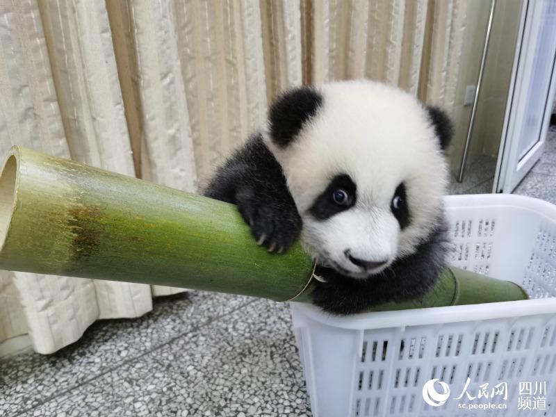 成都で大人気の赤ちゃんパンダに「動物スポンサー」現る　四川省