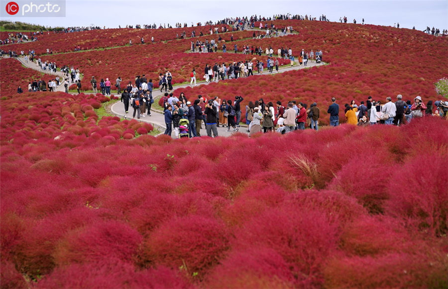 赤く色づくコキアでロマンチックな秋を満喫　日本・茨城県