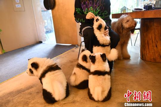 カフェで人気の「パンダ犬」？チャウチャウ！　四川省成都