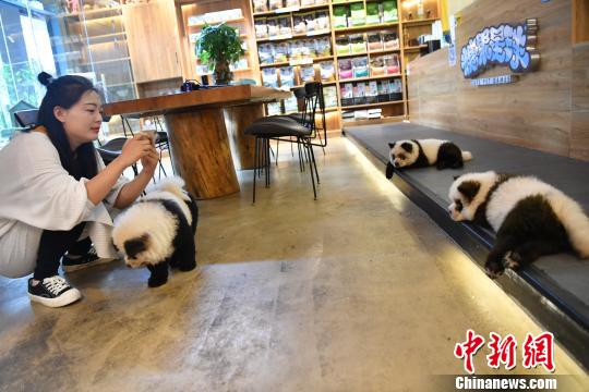 カフェで人気の「パンダ犬」？チャウチャウ！　四川省成都