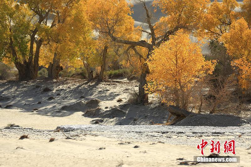 タリム川下流の砂漠地帯に秋の彩り添えるコトカケヤナギ　新疆