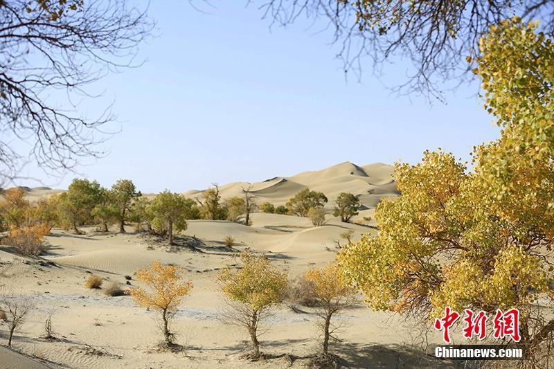 タリム川下流の砂漠地帯に秋の彩り添えるコトカケヤナギ　新疆
