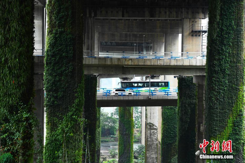 立体交差橋にびっしり茂るツタ植物　まるで森の小道 重慶市