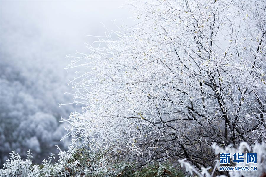 高原の林に広がる幻想的な霧氷の風景　青海省