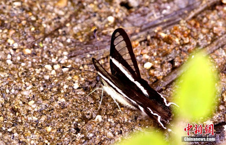 チベットで初めてスソビキアゲハを確認、高原の蝶に「新メンバー」