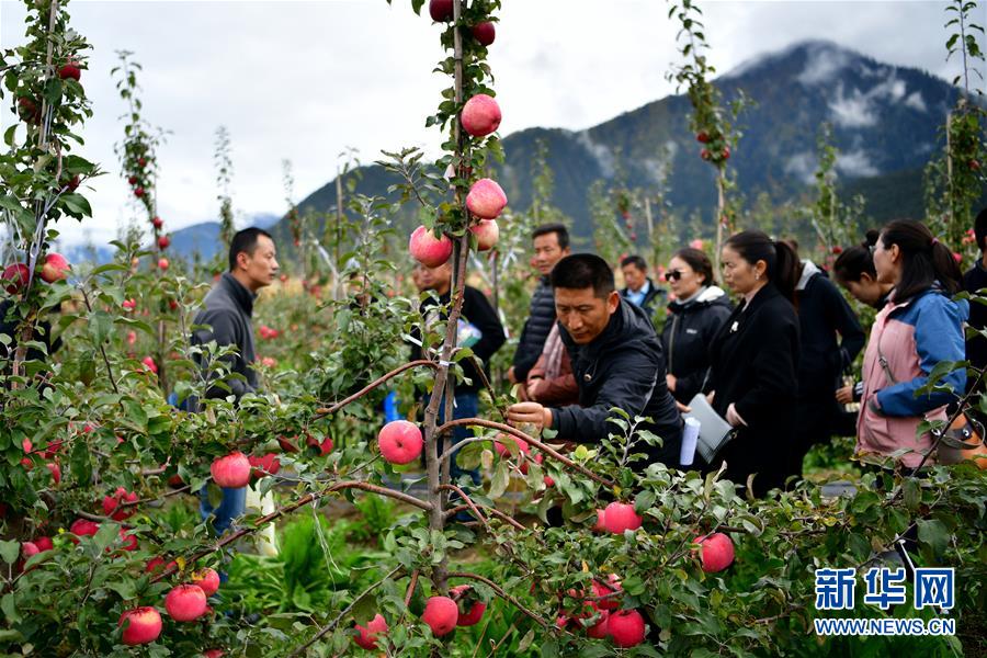 四川と西蔵が共同で進める西蔵におけるリンゴの標準化栽培