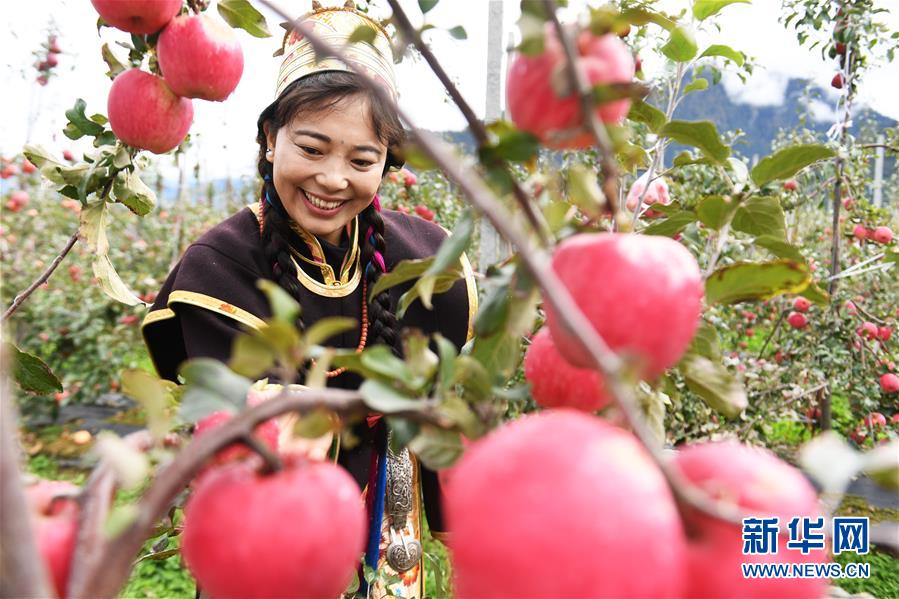 四川と西蔵が共同で進める西蔵におけるリンゴの標準化栽培