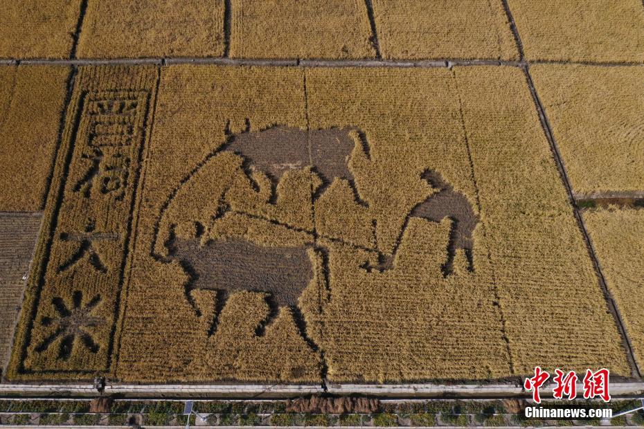 山西省太原市花塔村の田んぼに刈り取り跡で描いた「耕牛図」（ドローンで撮影・武俊傑）。 