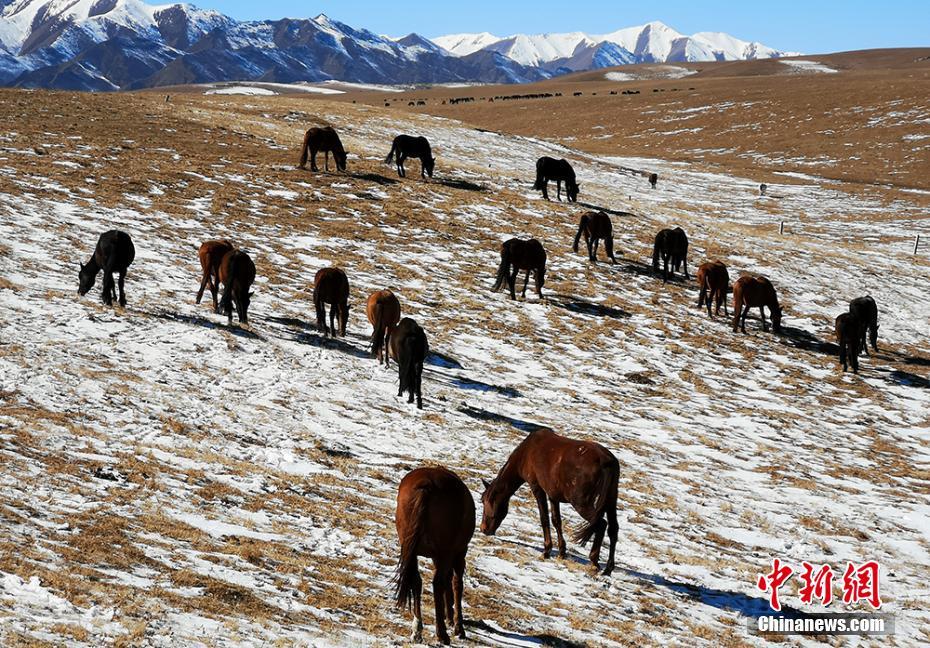 草茂り馬肥ゆる晩秋の山丹軍馬場を訪ねて　甘粛省張掖市