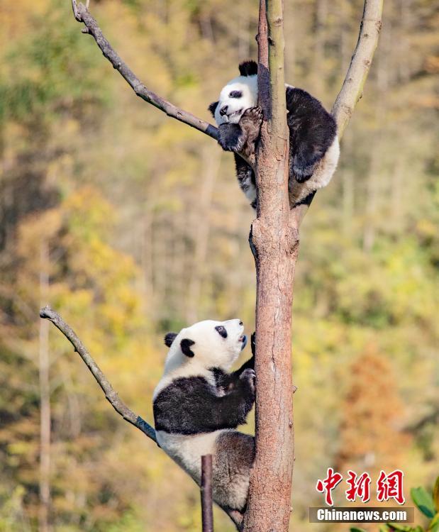 見返り美人ならぬ「見返りパンダ」？木登り姿も可愛さ抜群　四川省