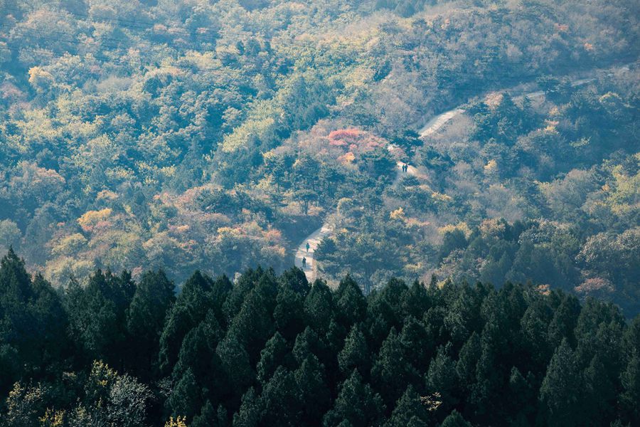 北京の紅葉の名所・百望山森林公園が見ごろに