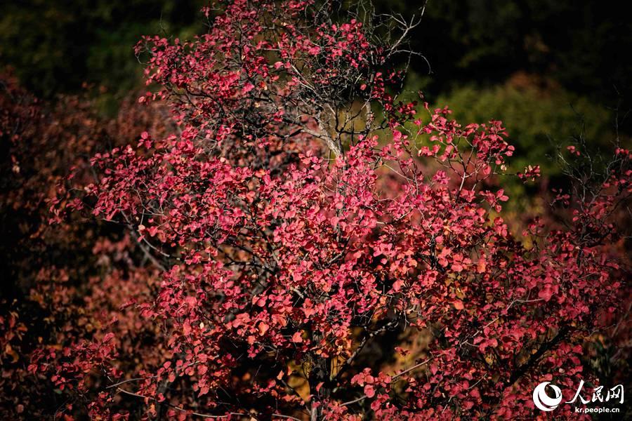 北京の紅葉の名所・百望山森林公園が見ごろに