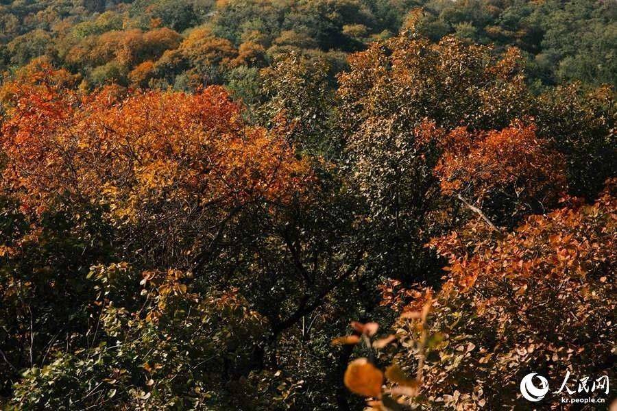 北京の紅葉の名所・百望山森林公園が見ごろに