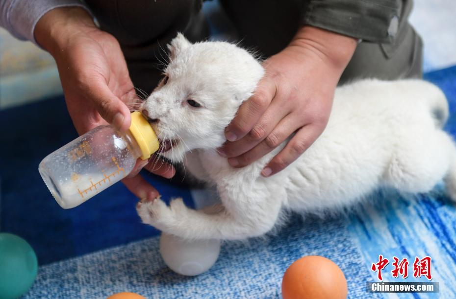 オスメス双子の赤ちゃんホワイトライオンが初公開　山東省済南市