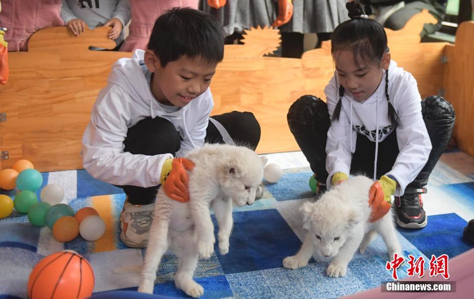 オスメス双子の赤ちゃんホワイトライオンが初公開　山東省済南市
