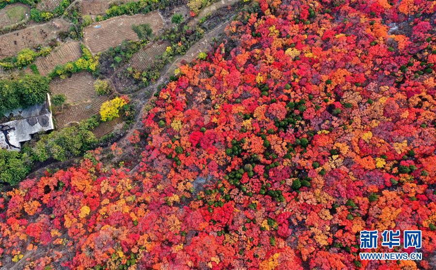 真っ赤に染まった蝎子山のハグマノキ（11月4日にドローンで撮影・朱峥)。