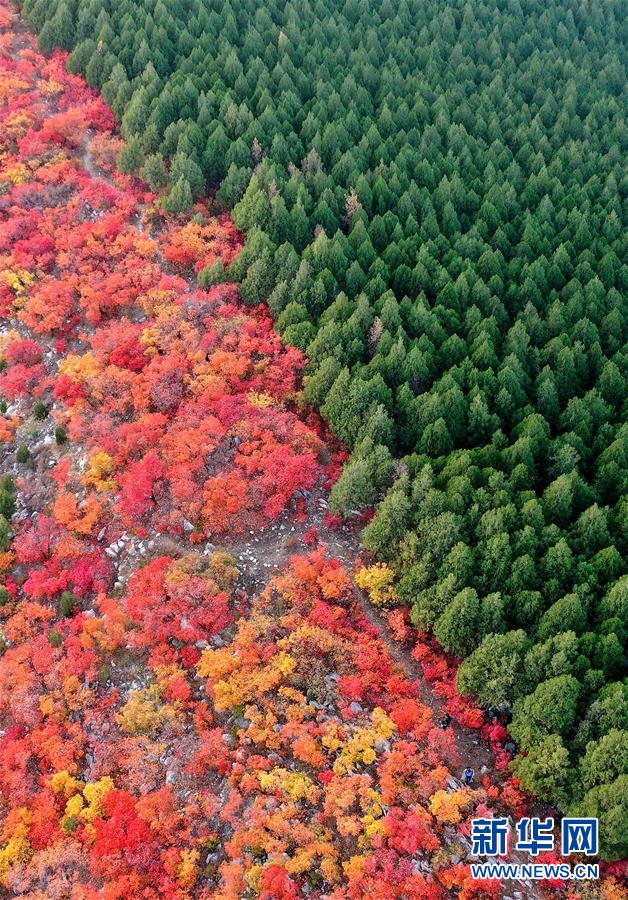 緑と赤のコントラストが美しい蝎子山の秋景色　山東省