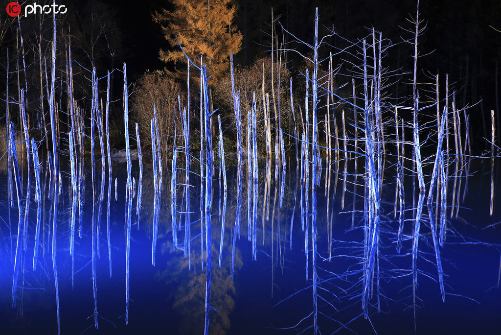 北海道美瑛の「青い池」で幻想的な冬季ライトアップ開始