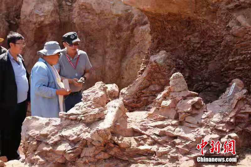 甘粛省永靖県で再び大型恐竜の化石が見つかった。(撮影・侯奇志)